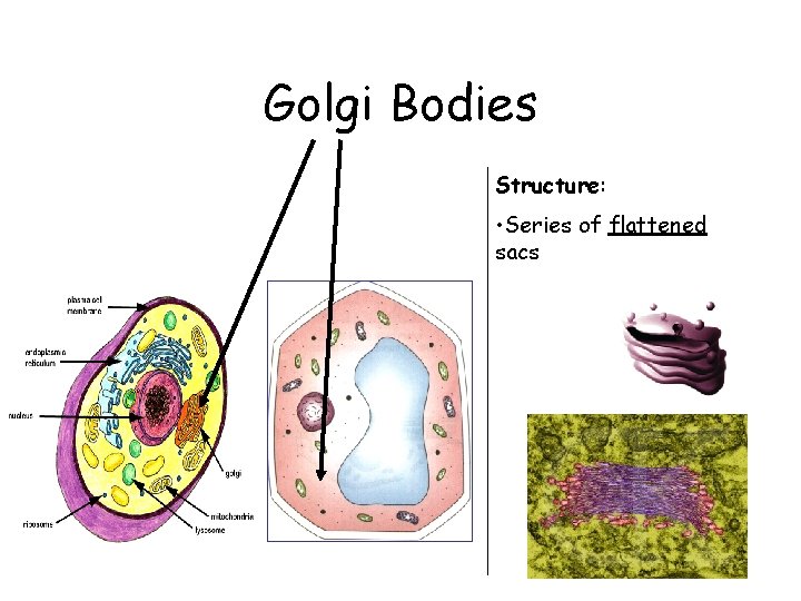 Golgi Bodies Structure: • Series of flattened sacs 