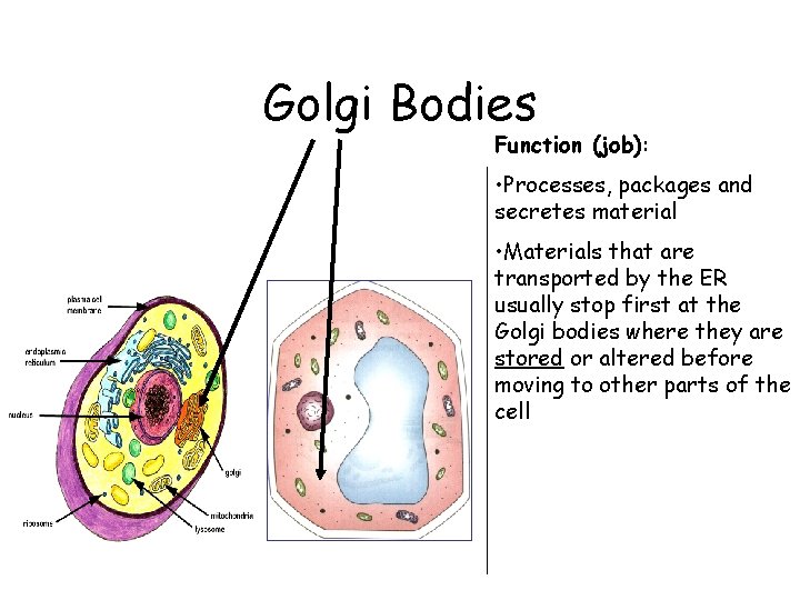 Golgi Bodies Function (job): • Processes, packages and secretes material • Materials that are