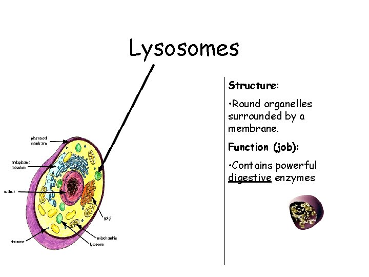 Lysosomes Structure: • Round organelles surrounded by a membrane. Function (job): • Contains powerful