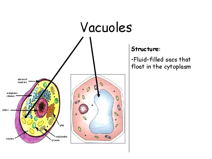 Vacuoles Structure: • Fluid-filled sacs that float in the cytoplasm 