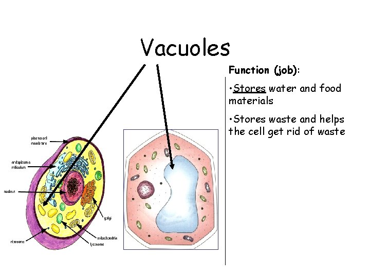 Vacuoles Function (job): • Stores water and food materials • Stores waste and helps