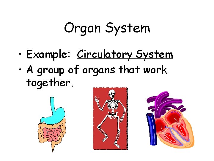 Organ System • Example: Circulatory System • A group of organs that work together.