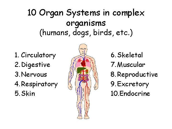 10 Organ Systems in complex organisms (humans, dogs, birds, etc. ) 1. Circulatory 2.