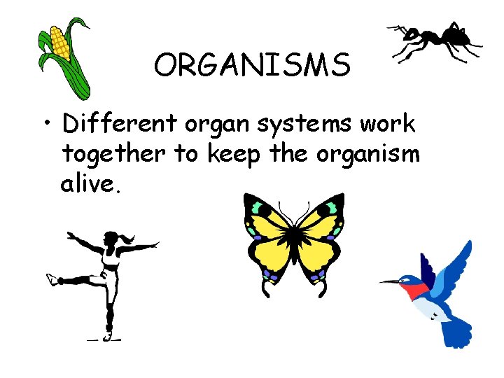 ORGANISMS • Different organ systems work together to keep the organism alive. 