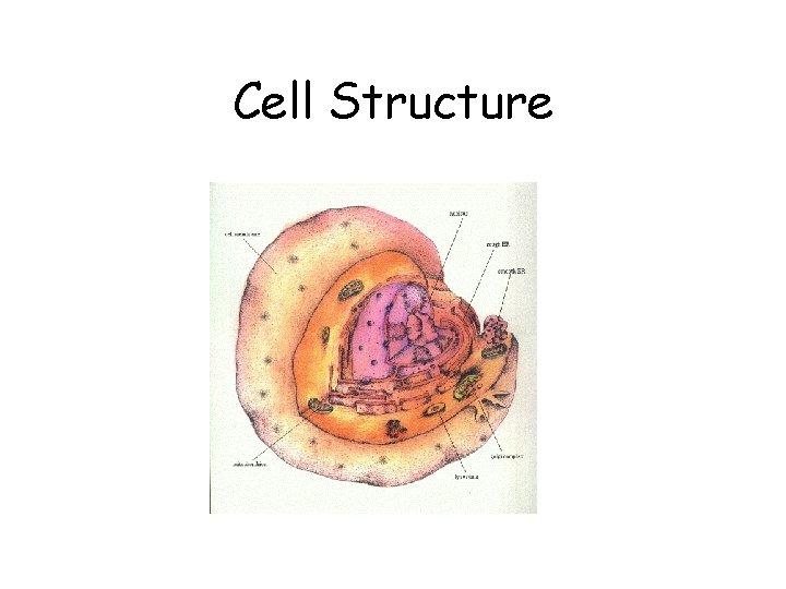 Cell Structure 