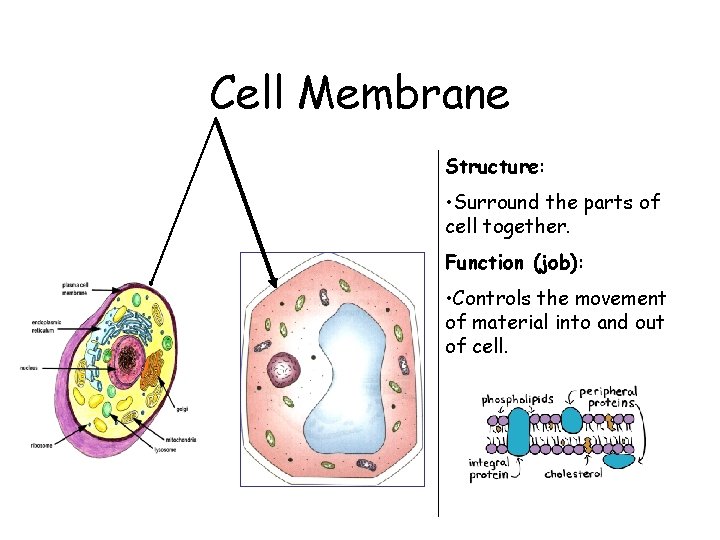 Cell Membrane Structure: • Surround the parts of cell together. Function (job): • Controls