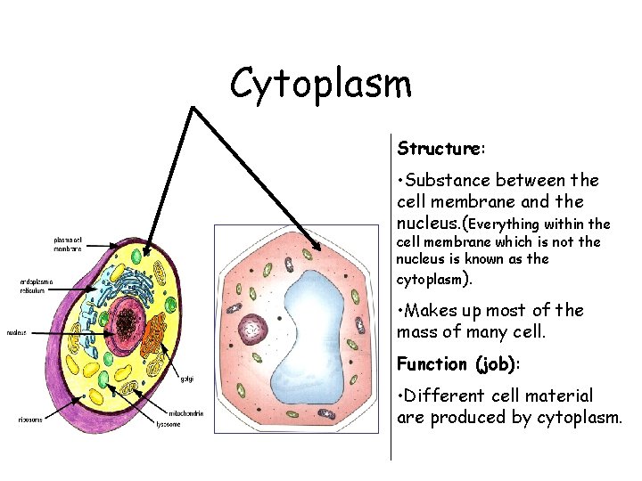 Cytoplasm Structure: • Substance between the cell membrane and the nucleus. (Everything within the