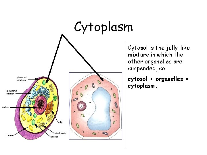 Cytoplasm Cytosol is the jelly-like mixture in which the other organelles are suspended, so