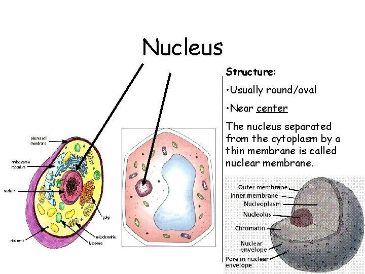 Nucleus Structure: • Usually round/oval • Near center The nucleus separated from the cytoplasm
