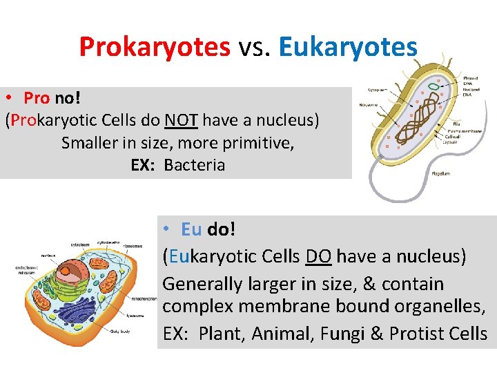 Prokaryotes vs. Eukaryotes • Pro no! (Prokaryotic Cells do NOT have a nucleus) Smaller