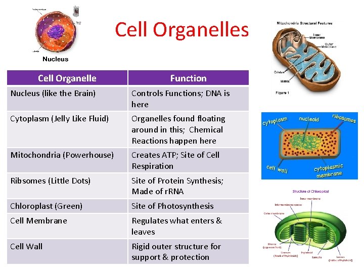 Cell Organelles Cell Organelle Function Nucleus (like the Brain) Controls Functions; DNA is here