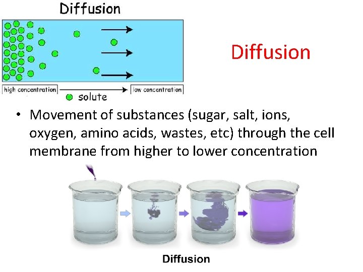 Diffusion • Movement of substances (sugar, salt, ions, oxygen, amino acids, wastes, etc) through