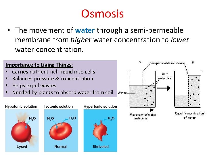 Osmosis • The movement of water through a semi-permeable membrane from higher water concentration