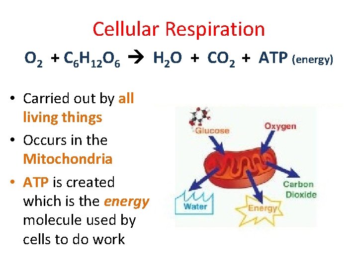 Cellular Respiration O 2 + C 6 H 12 O 6 H 2 O