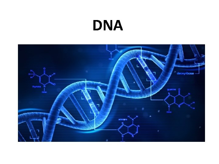 DNA 