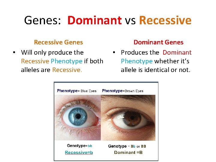 Genes: Dominant vs Recessive Genes • Will only produce the Recessive Phenotype if both