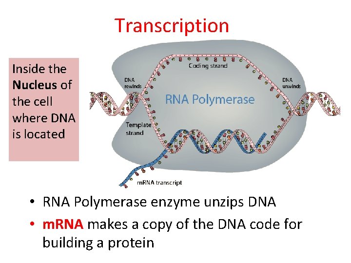 Transcription Inside the Nucleus of the cell where DNA is located • RNA Polymerase