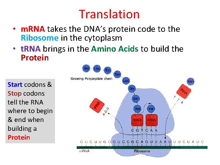 Translation • m. RNA takes the DNA’s protein code to the Ribosome in the