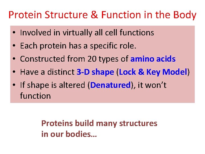 Protein Structure & Function in the Body • • • Involved in virtually all