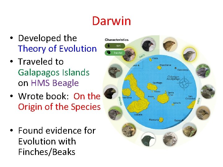 Darwin • Developed the Theory of Evolution • Traveled to Galapagos Islands on HMS