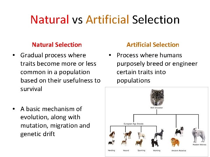 Natural vs Artificial Selection Natural Selection Artificial Selection • Gradual process where traits become