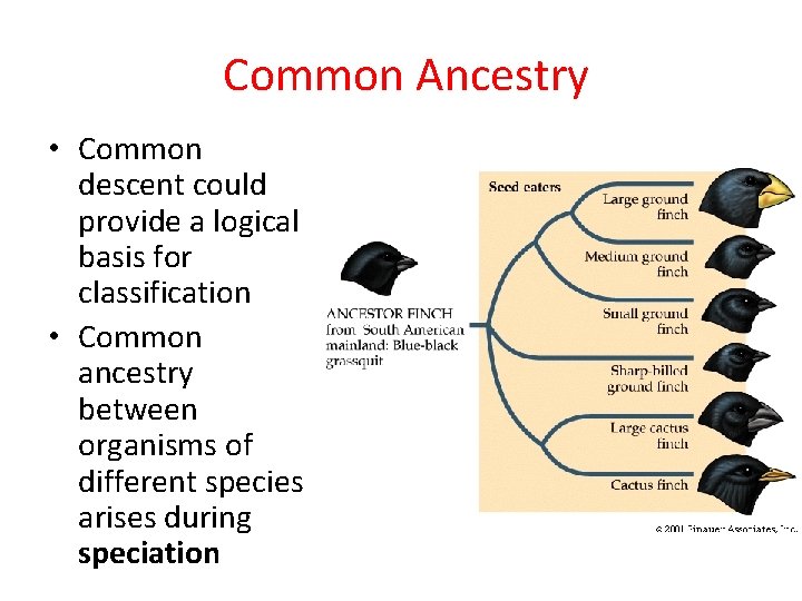 Common Ancestry • Common descent could provide a logical basis for classification • Common