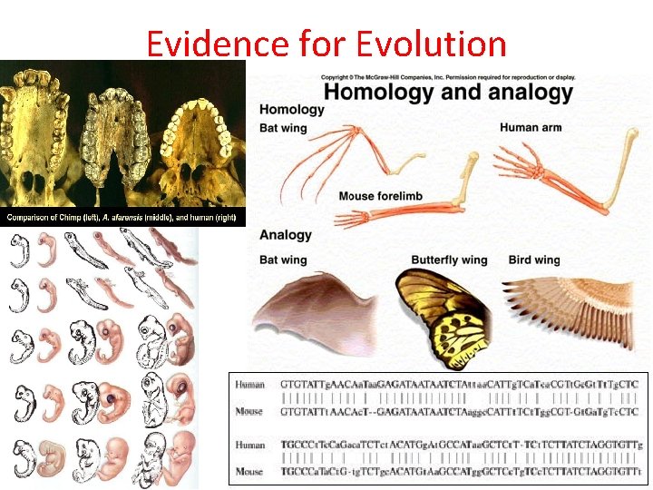 Evidence for Evolution 