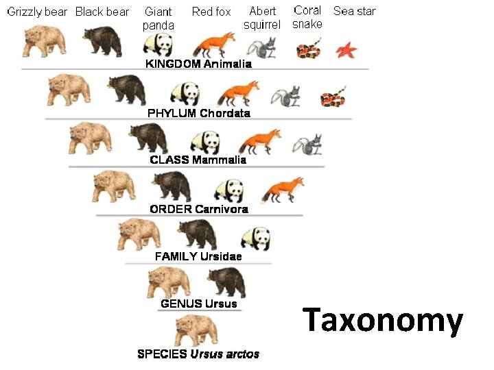 Taxonomy 