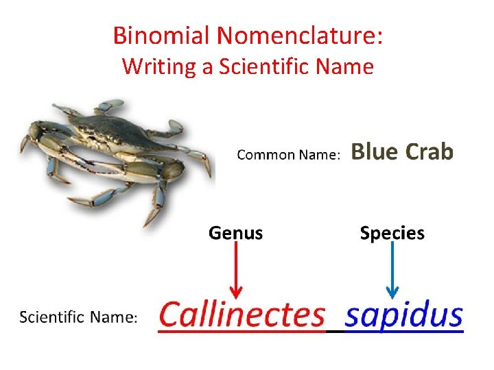 Binomial Nomenclature: Writing a Scientific Name 
