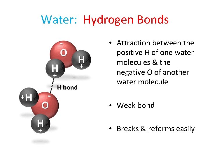 Water: Hydrogen Bonds • Attraction between the positive H of one water molecules &