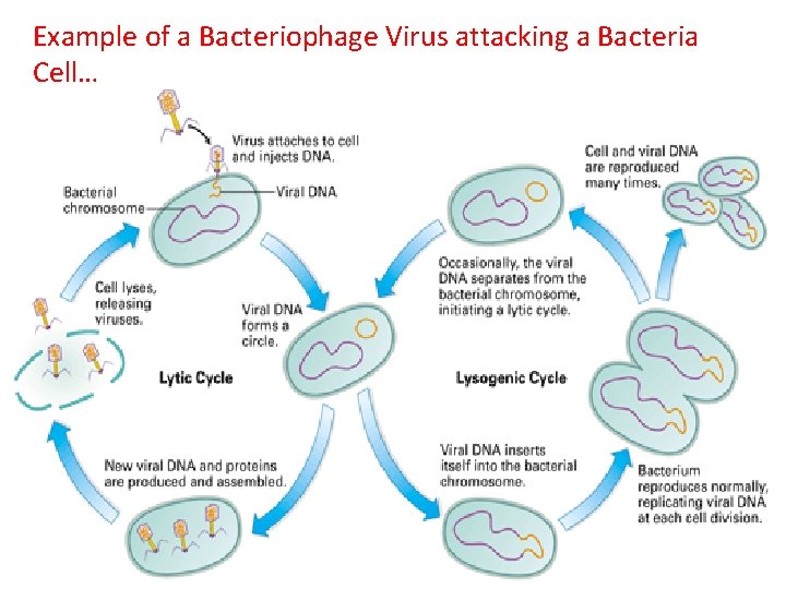 Example of a Bacteriophage Virus attacking a Bacteria Cell… 