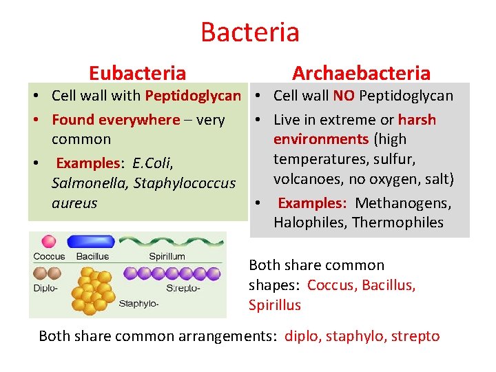 Bacteria Eubacteria Archaebacteria • Cell wall with Peptidoglycan • Cell wall NO Peptidoglycan •