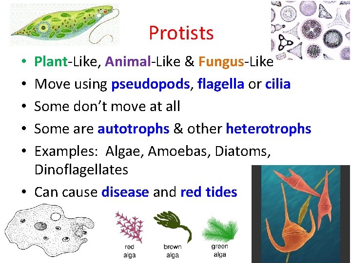 Protists Plant-Like, Animal-Like & Fungus-Like Move using pseudopods, flagella or cilia Some don’t move