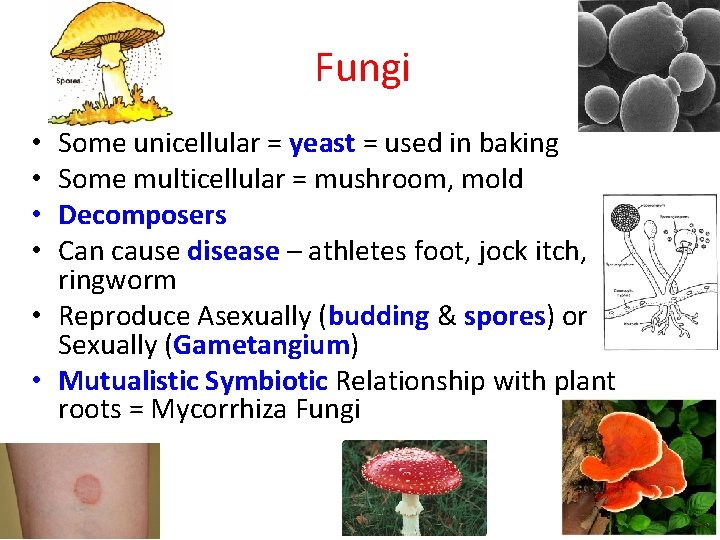 Fungi Some unicellular = yeast = used in baking Some multicellular = mushroom, mold