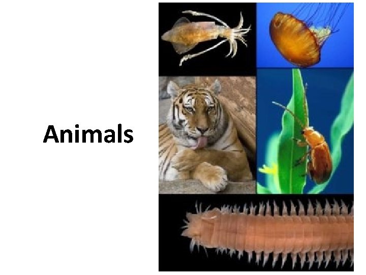 Animals 