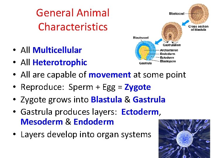 General Animal Characteristics All Multicellular All Heterotrophic All are capable of movement at some