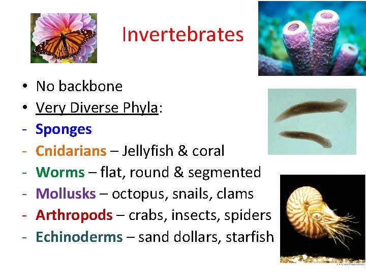 Invertebrates • • - No backbone Very Diverse Phyla: Sponges Cnidarians – Jellyfish &