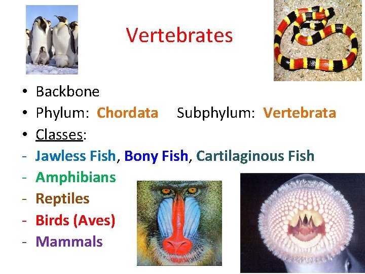Vertebrates • • • - Backbone Phylum: Chordata Subphylum: Vertebrata Classes: Jawless Fish, Bony