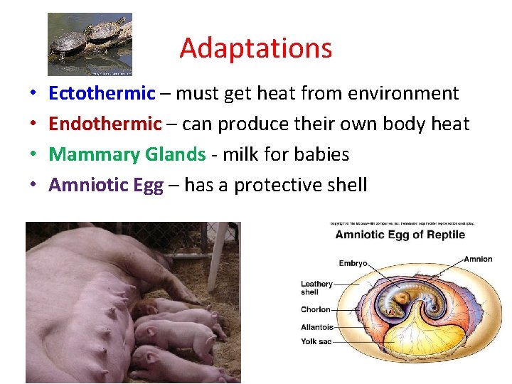 Adaptations • • Ectothermic – must get heat from environment Endothermic – can produce