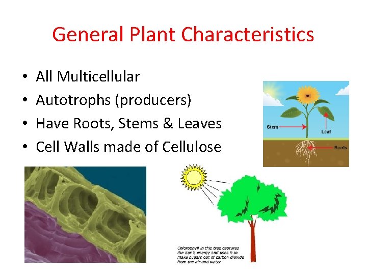 General Plant Characteristics • • All Multicellular Autotrophs (producers) Have Roots, Stems & Leaves