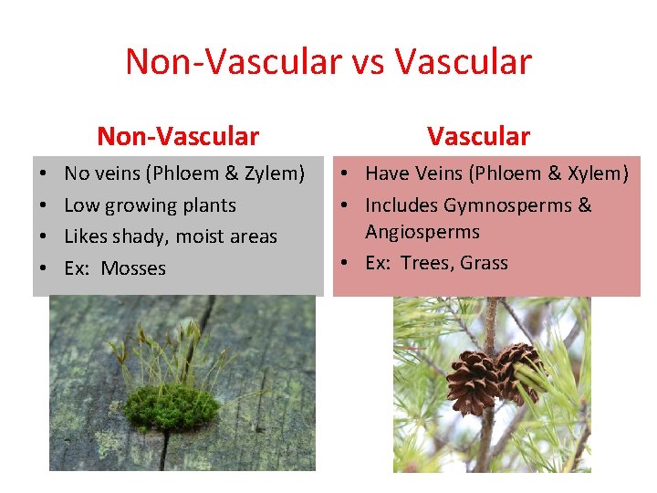 Non-Vascular vs Vascular • • Non-Vascular No veins (Phloem & Zylem) Low growing plants