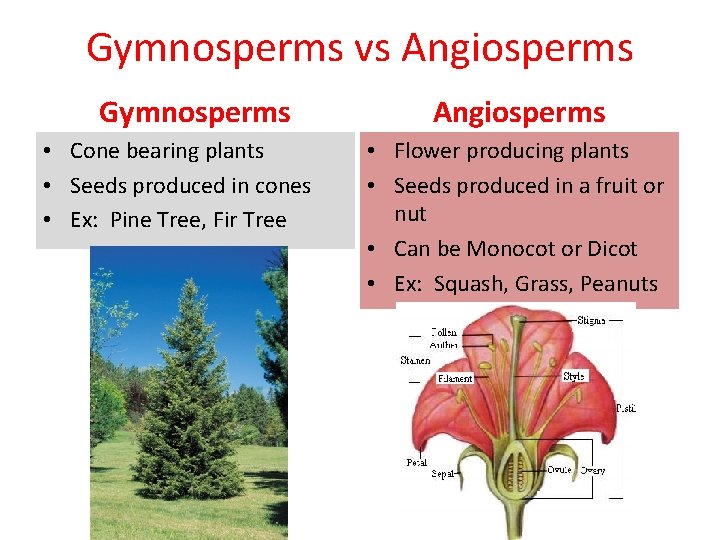 Gymnosperms vs Angiosperms Gymnosperms • Cone bearing plants • Seeds produced in cones •