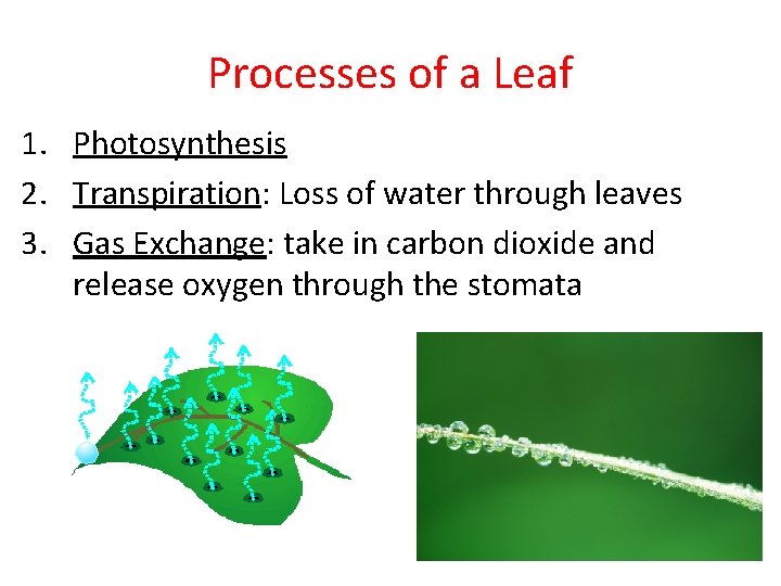 Processes of a Leaf 1. Photosynthesis 2. Transpiration: Loss of water through leaves 3.