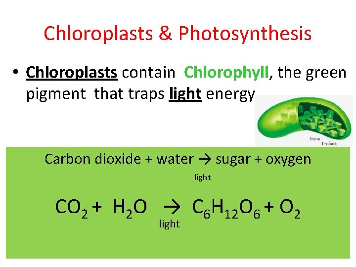 Chloroplasts & Photosynthesis • Chloroplasts contain Chlorophyll, the green pigment that traps light energy