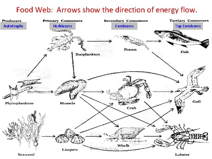 Food Web: Arrows show the direction of energy flow. Autotrophs Herbivores Carnivores Top Carnivores