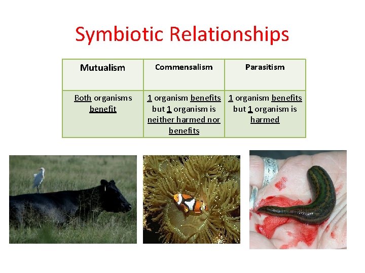 Symbiotic Relationships Mutualism Both organisms benefit Commensalism Parasitism 1 organism benefits but 1 organism