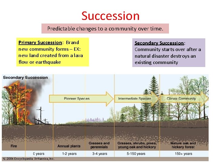 Succession Predictable changes to a community over time. Primary Succession: Brand new community forms