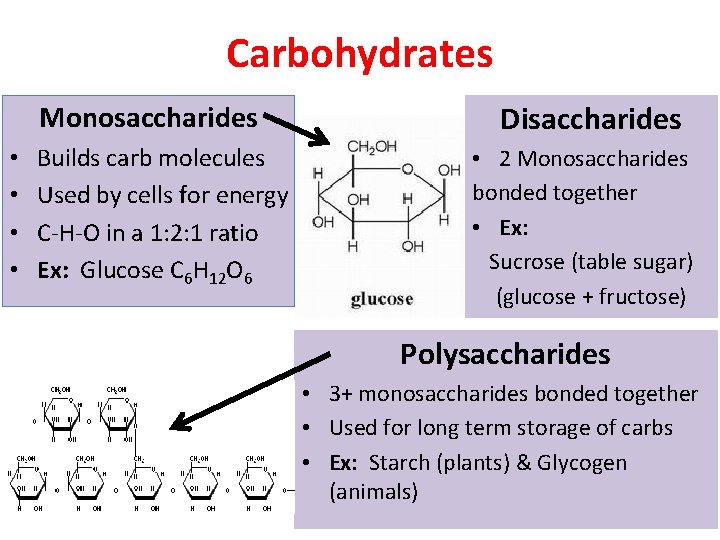 Carbohydrates Monosaccharides • • Builds carb molecules Used by cells for energy C-H-O in