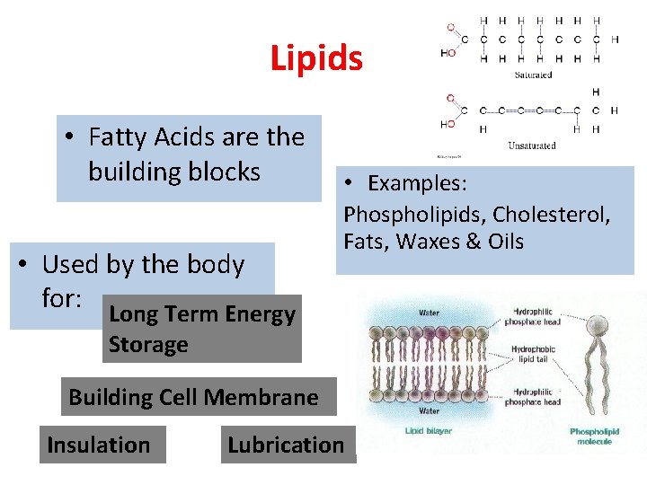 Lipids • Fatty Acids are the building blocks • Used by the body for: