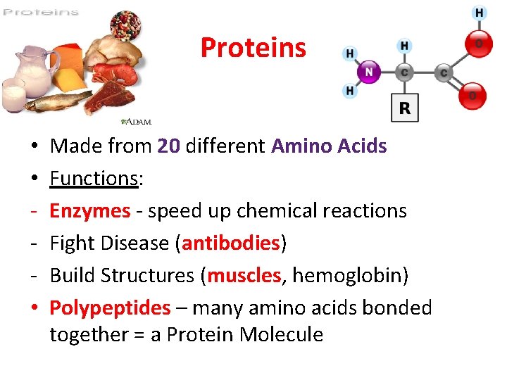 Proteins • • • Made from 20 different Amino Acids Functions: Enzymes - speed